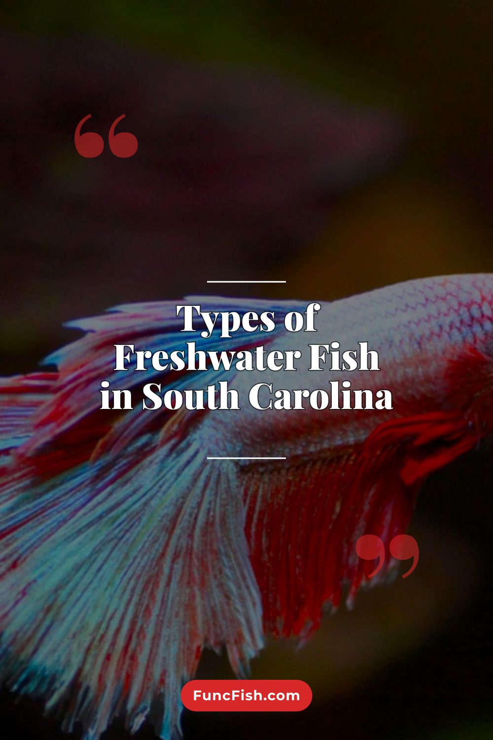 Types of Freshwater Fish in South Carolina Types of Freshwater Fish in South Carolina