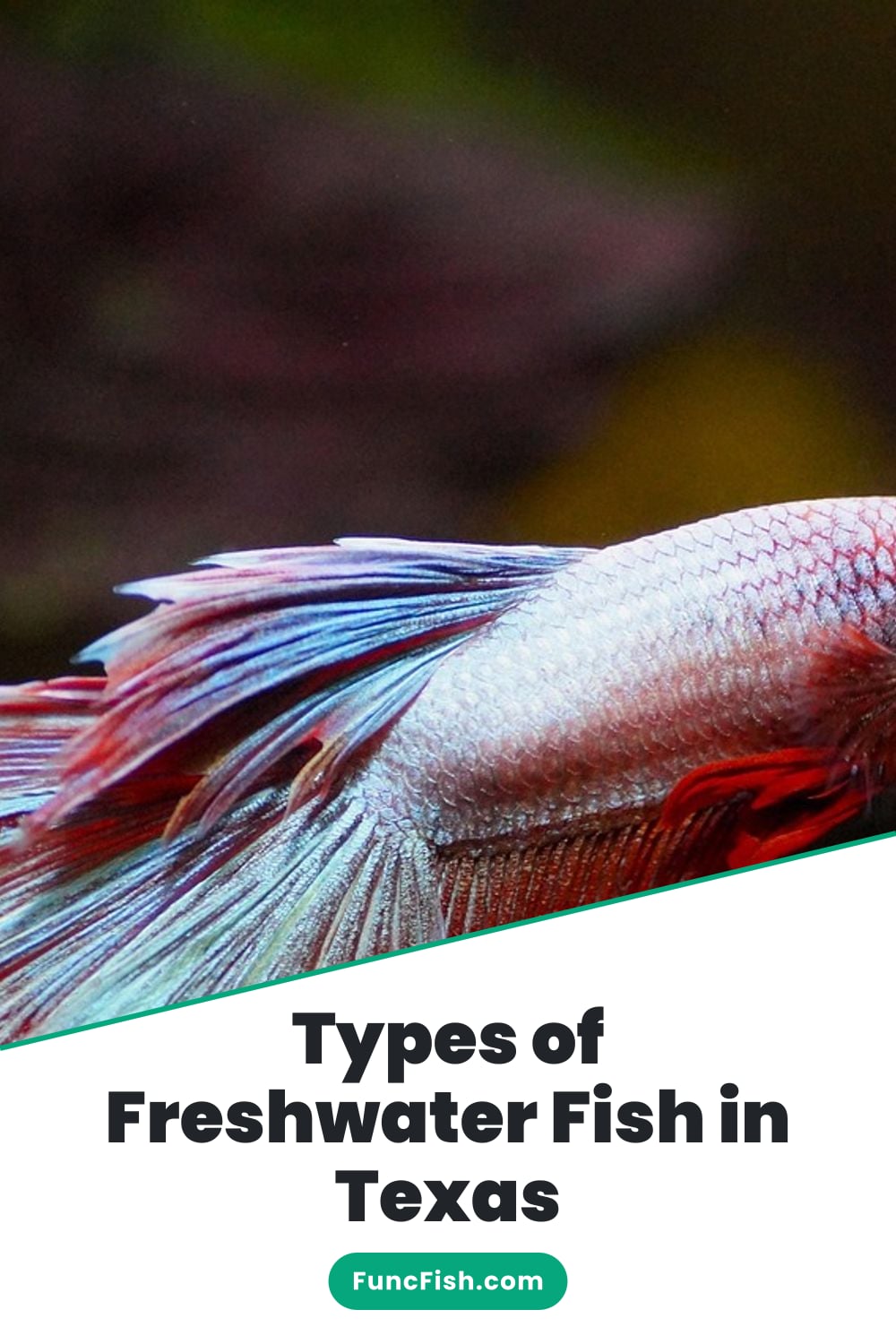 Types of Freshwater Fish in Texas