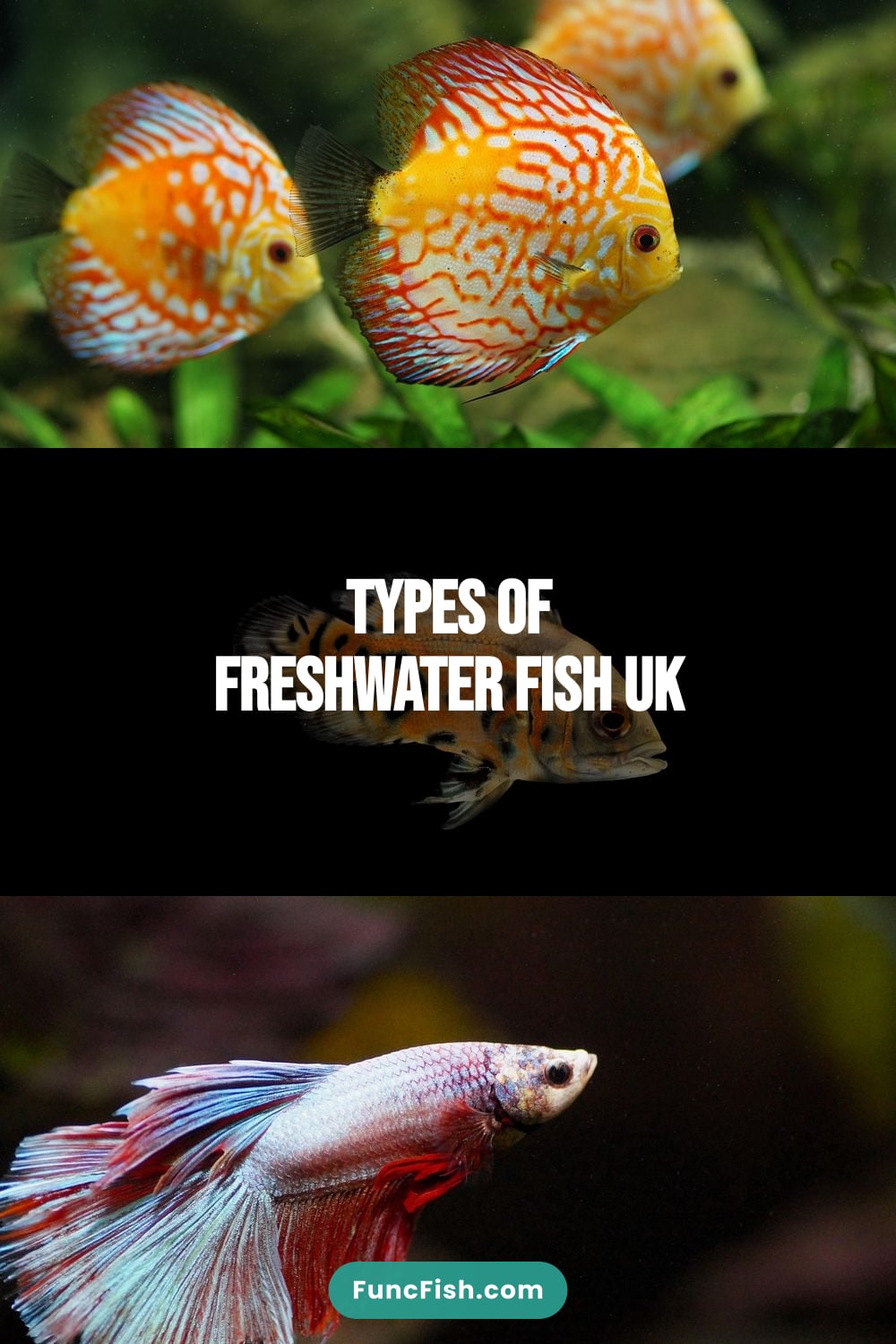 Types of Freshwater Fish Uk
