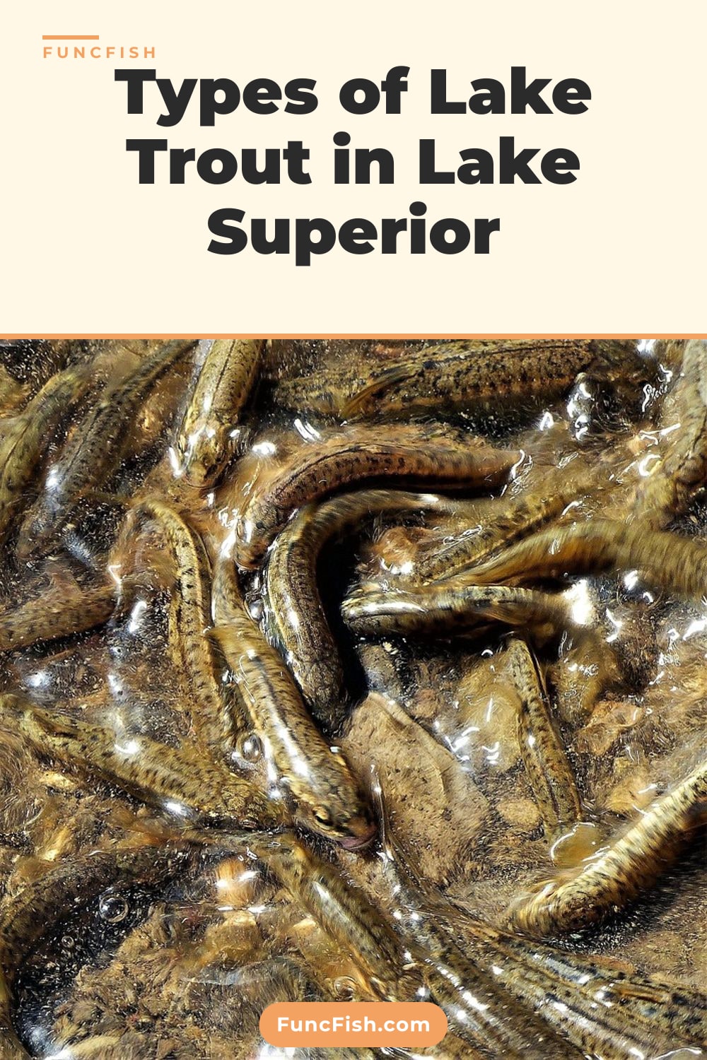 Types of Lake Trout in Lake Superior