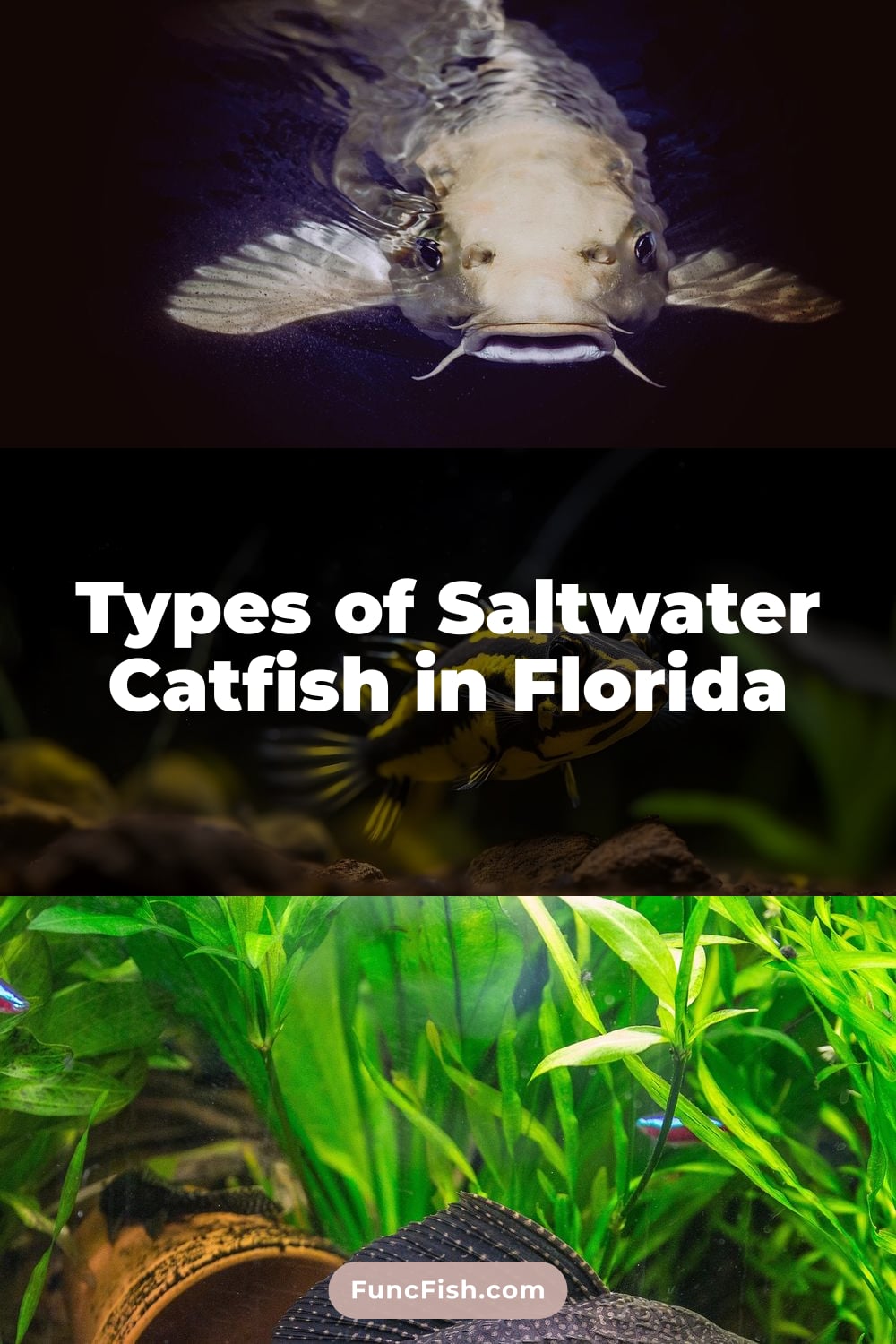 Types of Saltwater Catfish in Florida Types of Saltwater Catfish in Florida