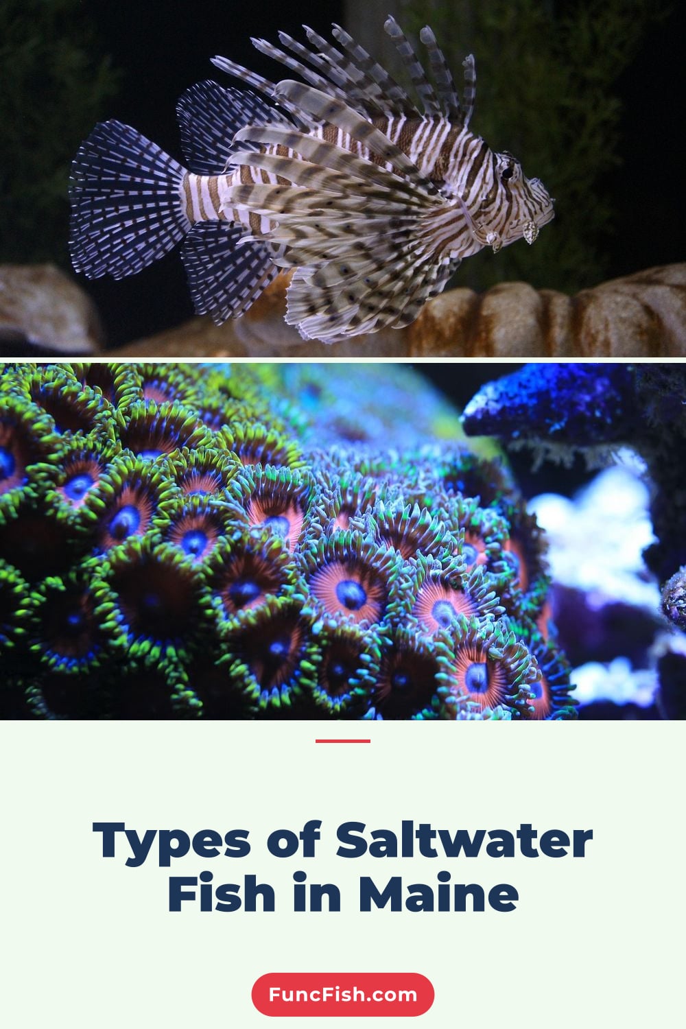 Types of Saltwater Fish in Maine