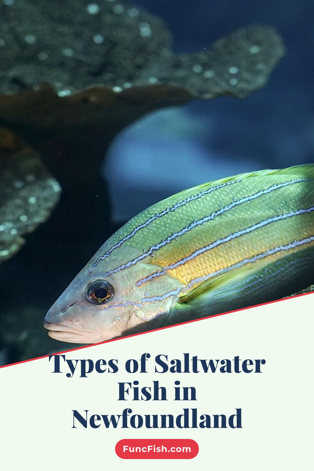 Types of Saltwater Fish in Newfoundland