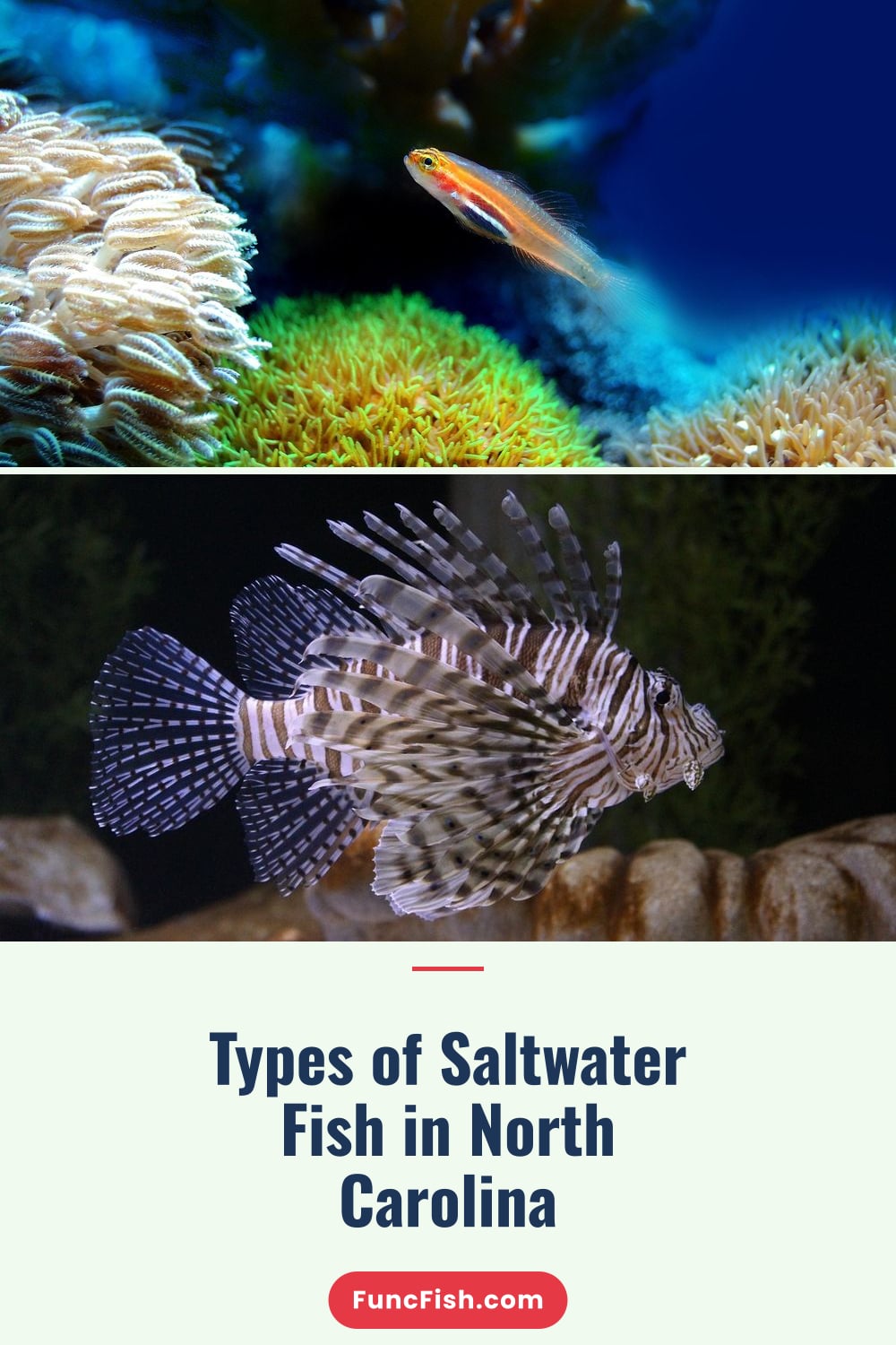 Types of Saltwater Fish in North Carolina