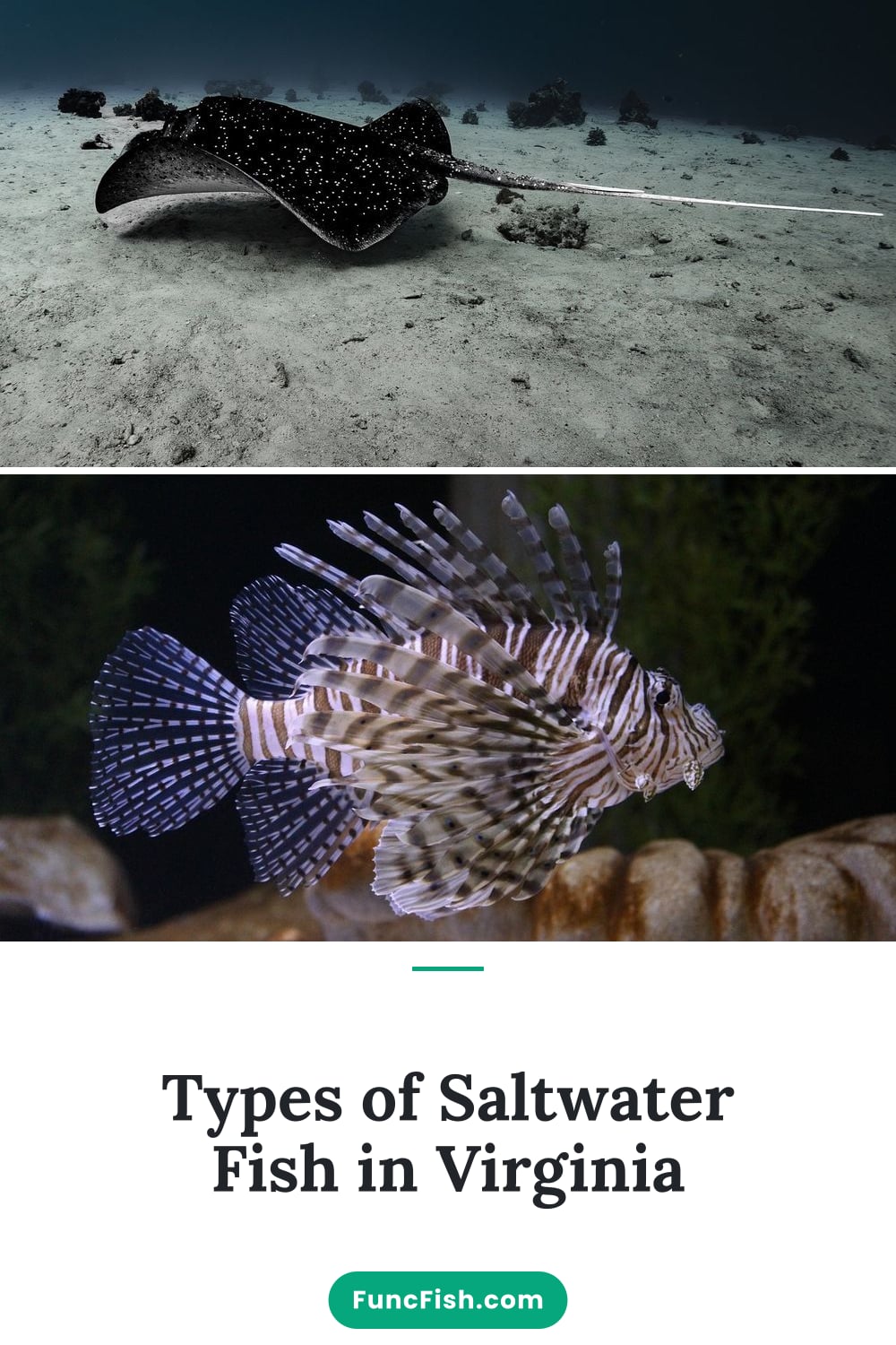 Types of Saltwater Fish in Virginia Types of Saltwater Fish in Virginia