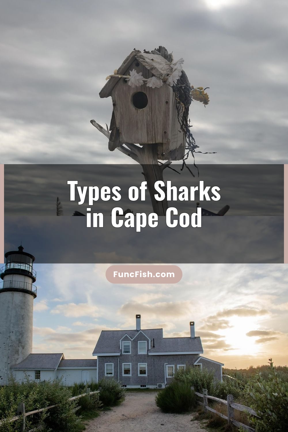 Types of Sharks in Cape Cod