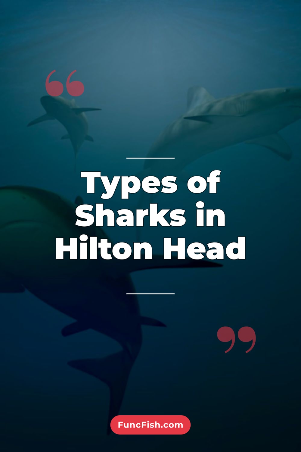 Types of Sharks in Hilton Head Types of Sharks in Hilton Head