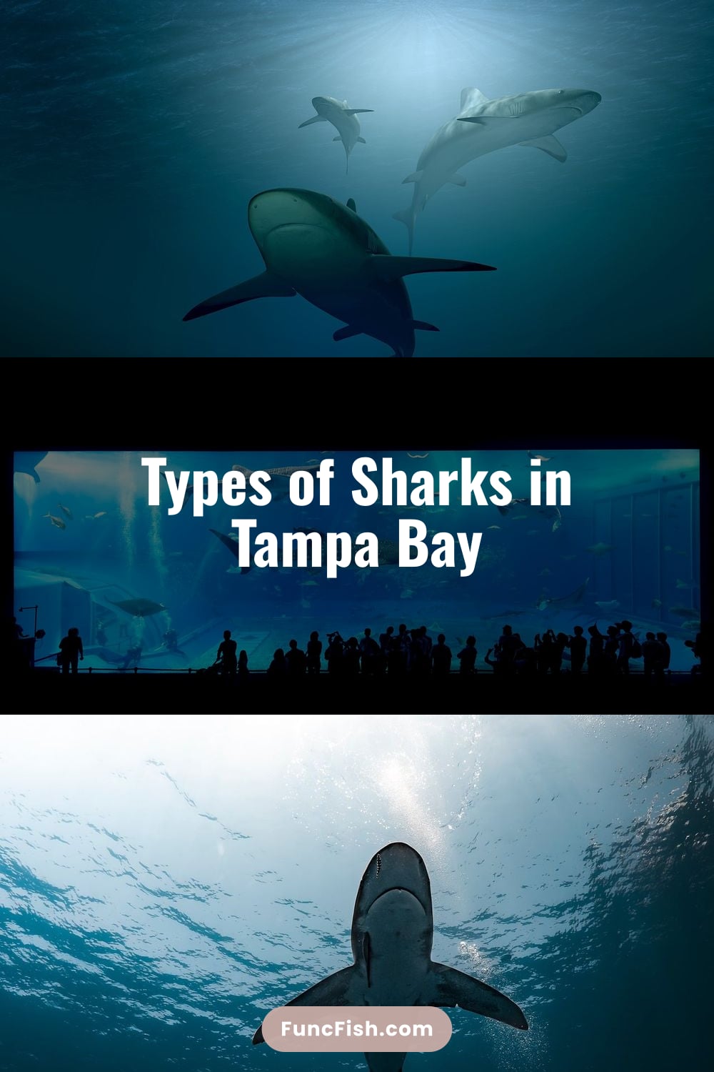 Types of Sharks in Tampa Bay Types of Sharks in Tampa Bay