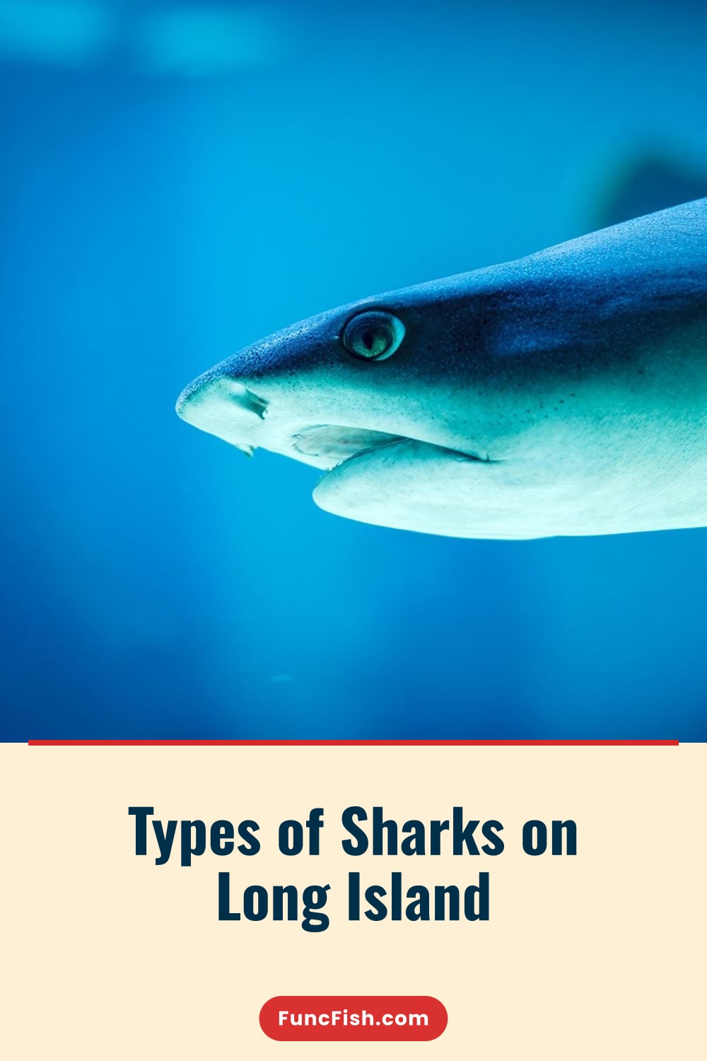 Types of Sharks on Long Island Types of Sharks on Long Island