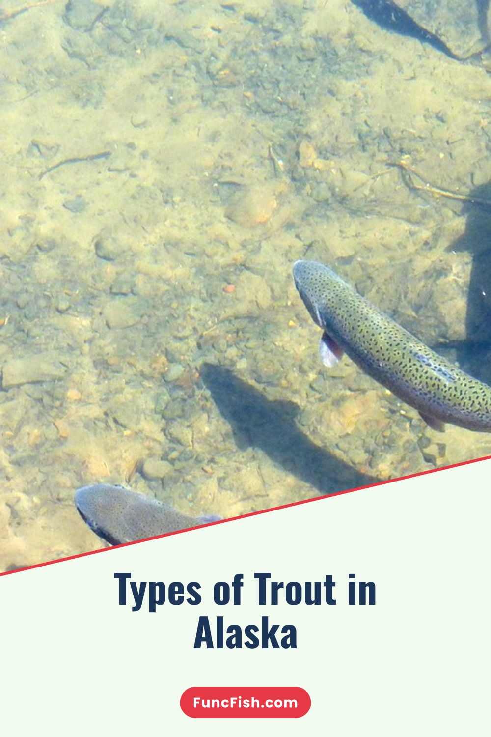 Types of Trout in Alaska