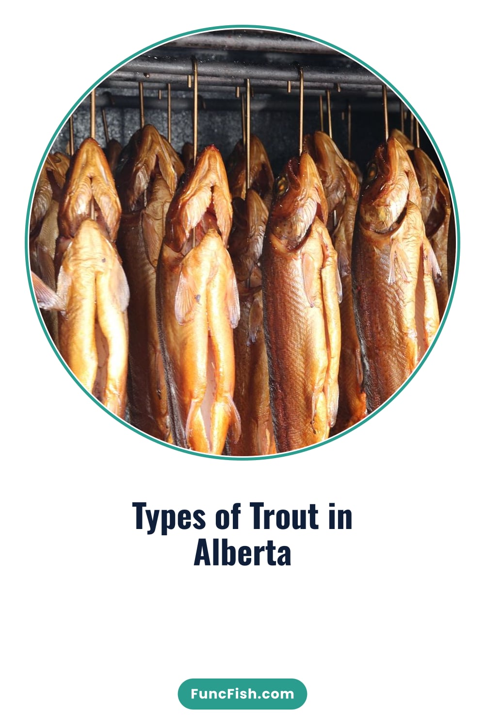 Types of Trout in Alberta Types of Trout in Alberta