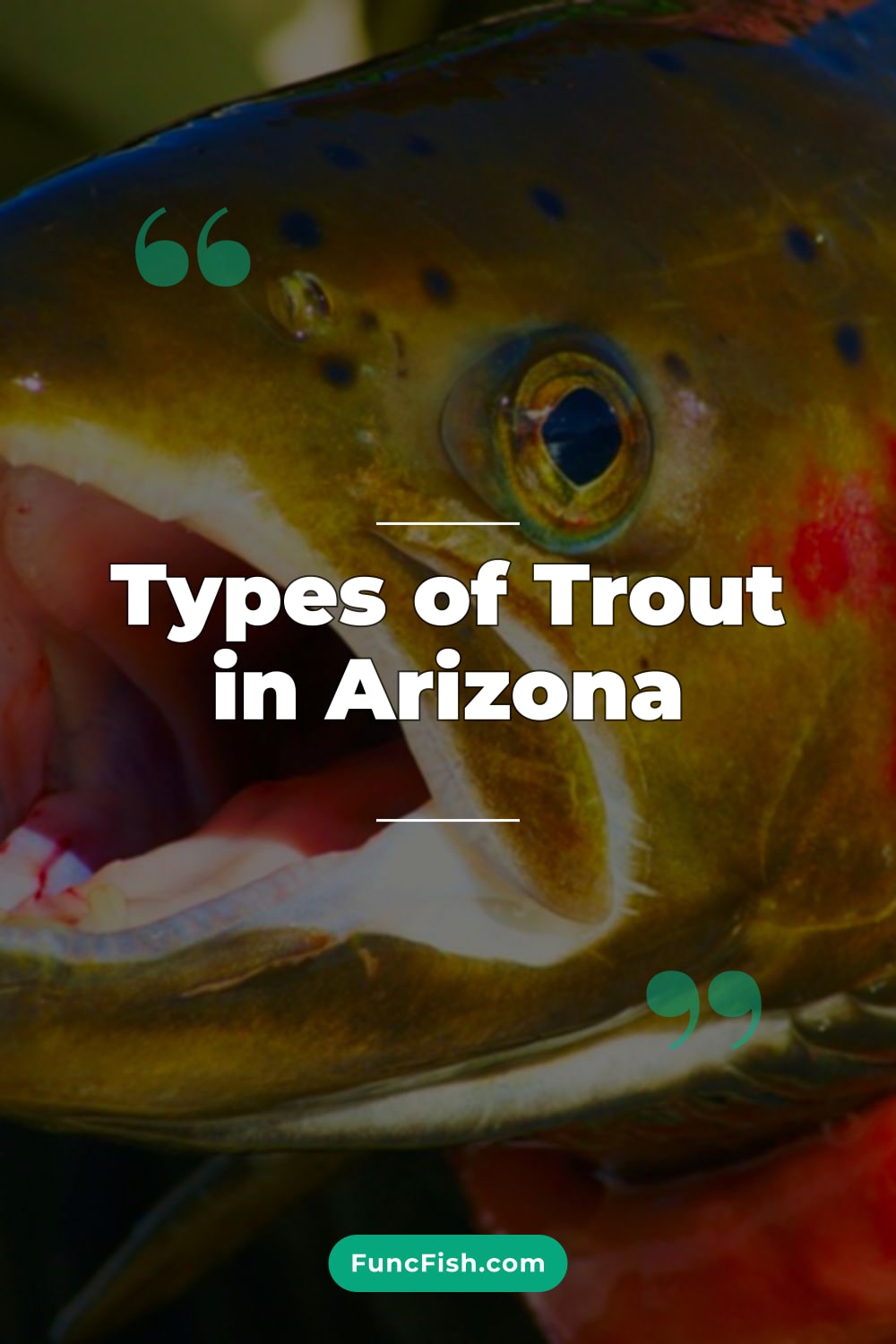 Types of Trout in Arizona
