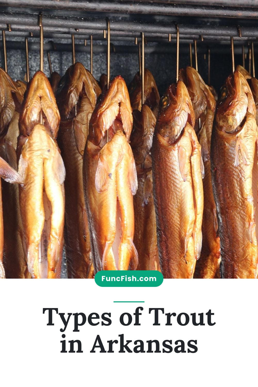 Types of Trout in Arkansas