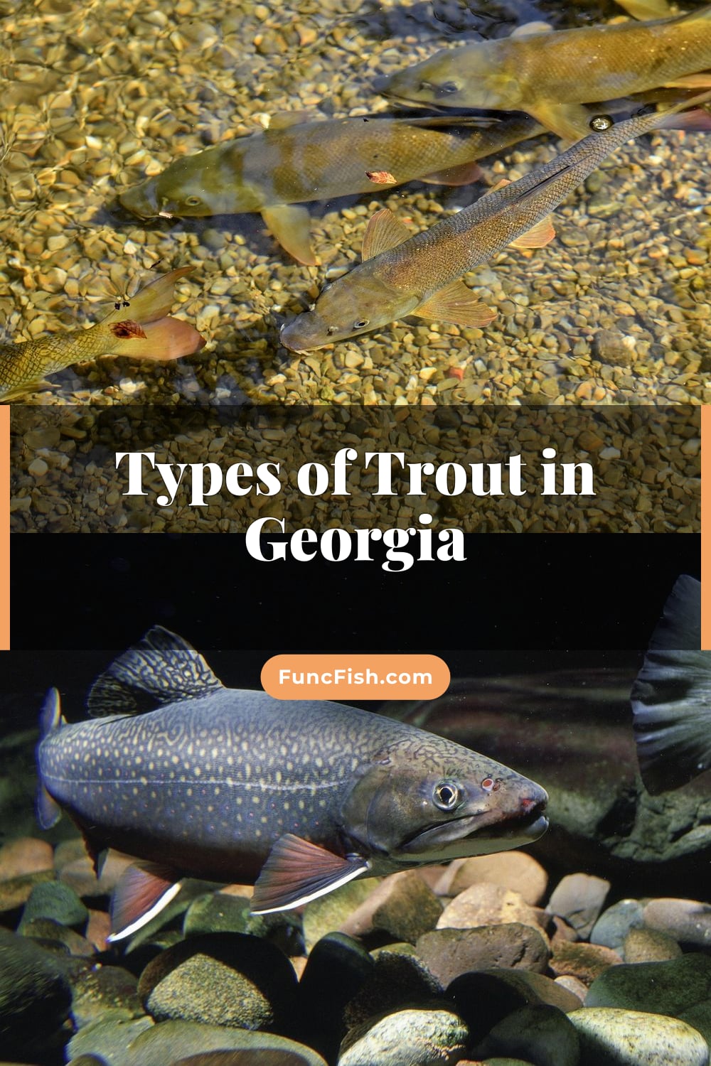 Types of Trout in Georgia