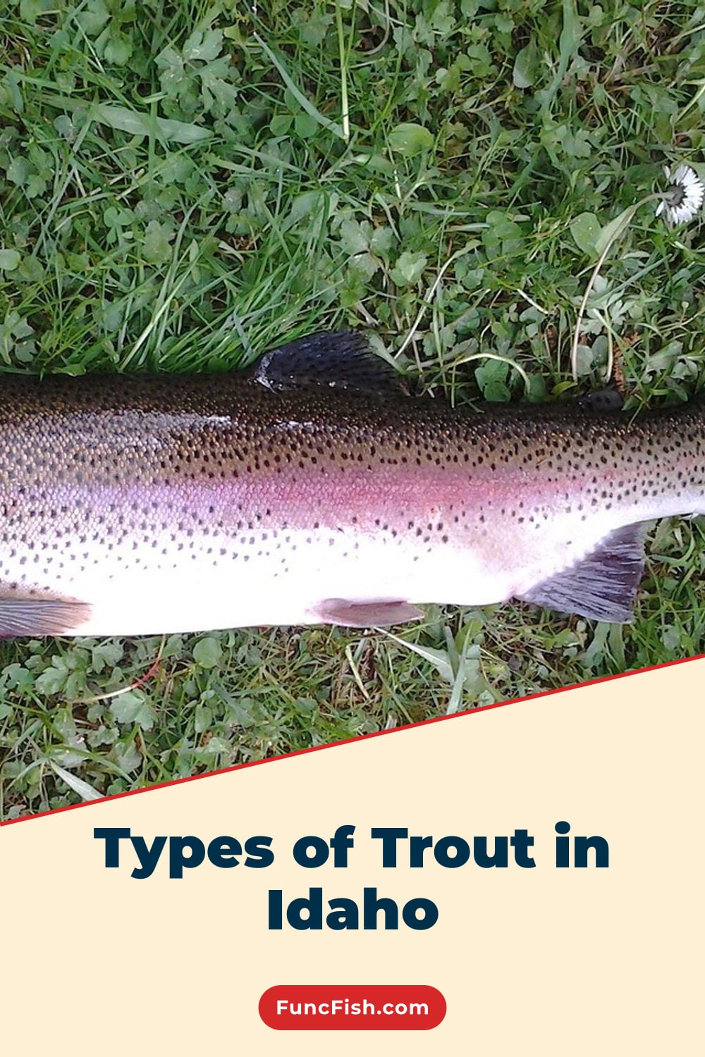 Types of Trout in Idaho Types of Trout in Idaho