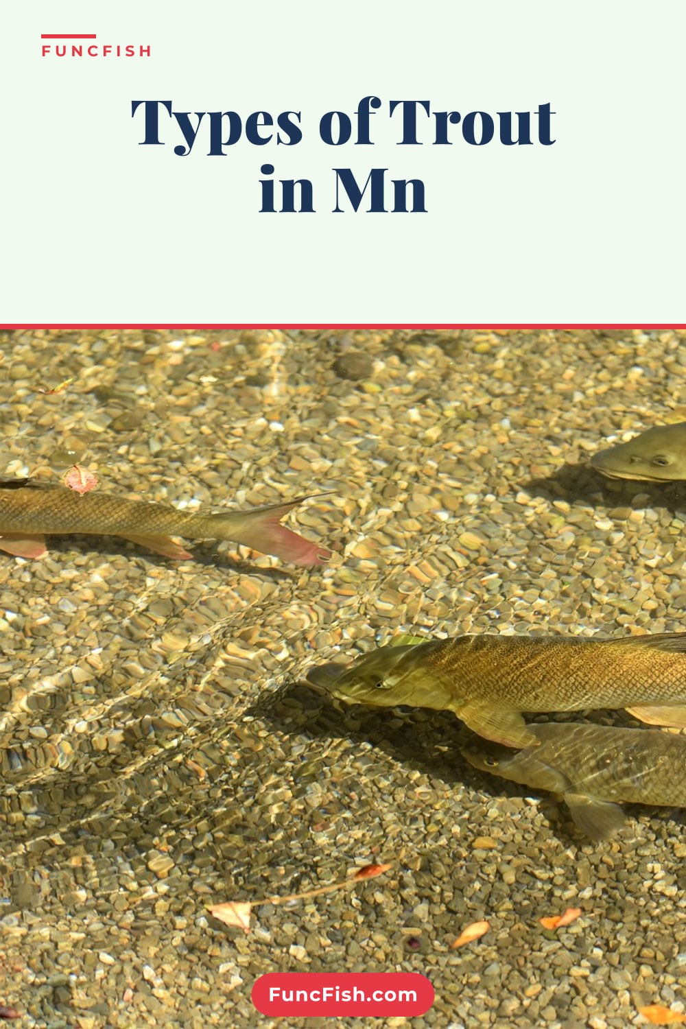 Types of Trout in Mn