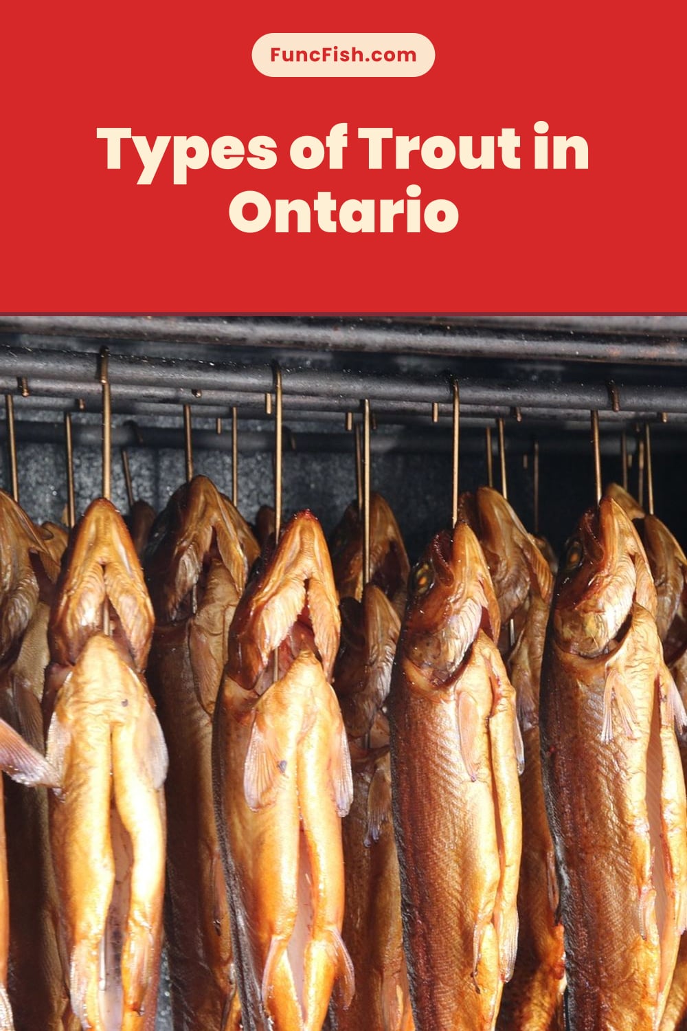 Types of Trout in Ontario Types of Trout in Ontario