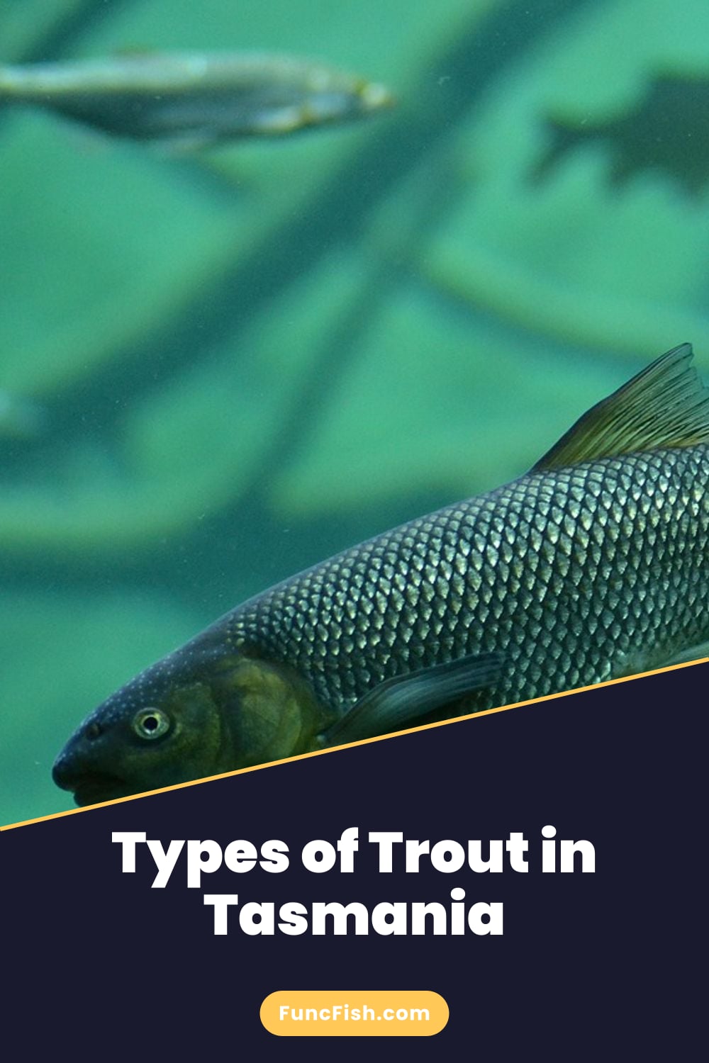 Types of Trout in Tasmania Types of Trout in Tasmania