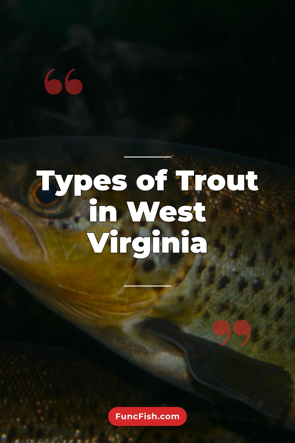 Types of Trout in West Virginia Types of Trout in West Virginia