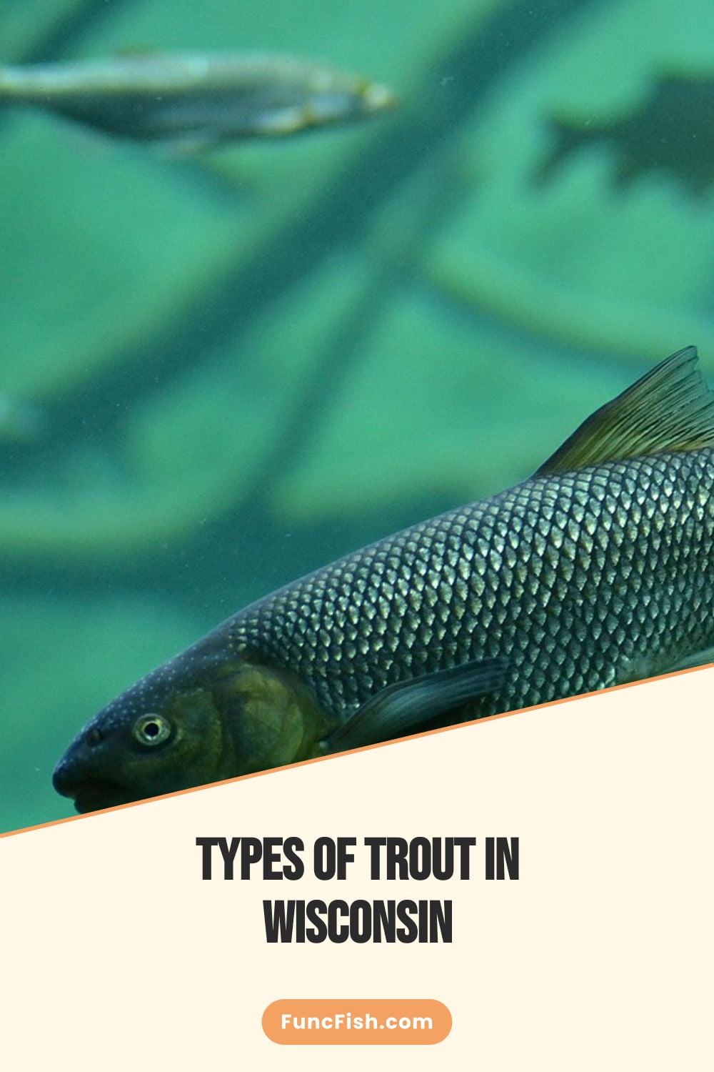 Types of Trout in Wisconsin