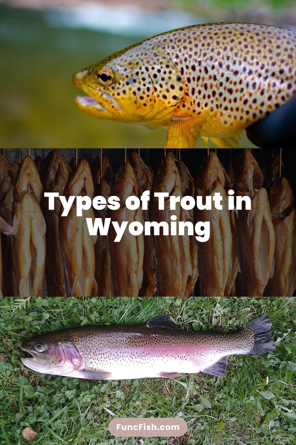 Types of Trout in Wyoming