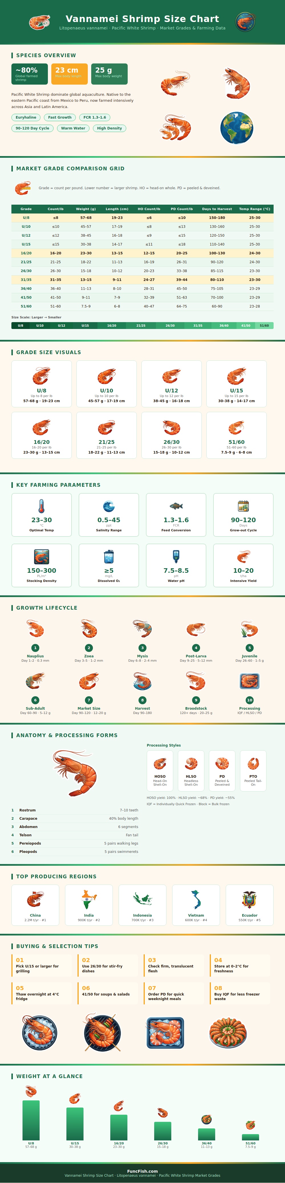 Vannamei Shrimp Size Chart