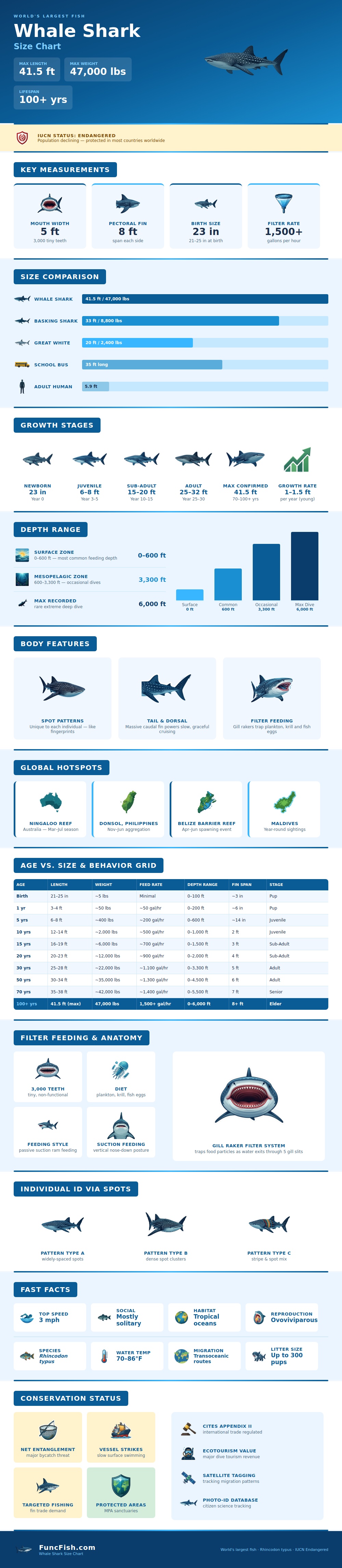 Whale Shark Size Chart
